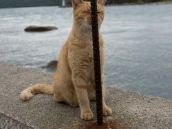 Gemes Banget! Potret Kucing Ini Bikin Kamu Senyum-senyum Sendiri