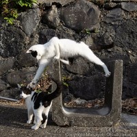 Seorang fotografer Jepang bernama Masayuki Oki, mengabadikan setiap kucing di jalanan Tokyo dan hasilnya cukup membuat yang melihatnya senyum-senyum sendiri.