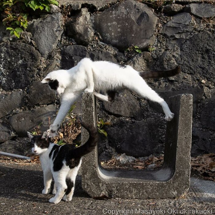 Seorang fotografer Jepang bernama Masayuki Oki, mengabadikan setiap kucing di jalanan Tokyo dan hasilnya cukup membuat yang melihatnya senyum-senyum sendiri.