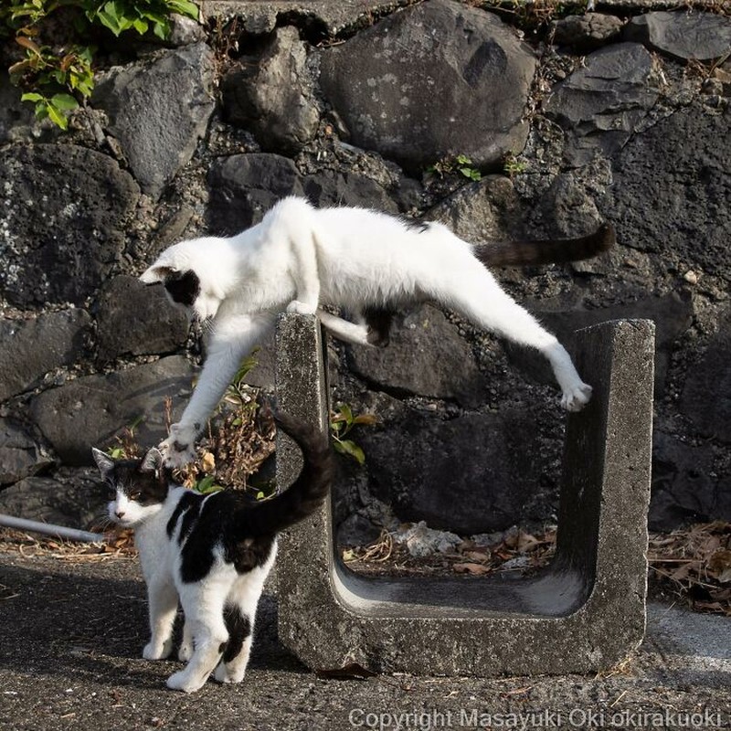 Seorang fotografer Jepang bernama Masayuki Oki, mengabadikan setiap kucing di jalanan Tokyo dan hasilnya cukup membuat yang melihatnya senyum-senyum sendiri.