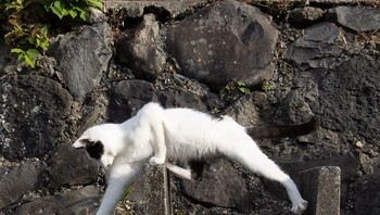 Gua isengin ah. ujar kucing di atas. Foto: (Bored Panda).