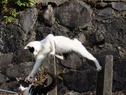 Gemes Banget! Potret Kucing Ini Bikin Kamu Senyum-senyum Sendiri