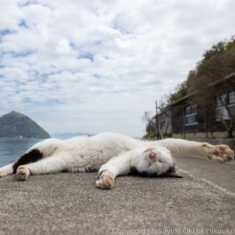 Seorang fotografer Jepang bernama Masayuki Oki, mengabadikan setiap kucing di jalanan Tokyo dan hasilnya cukup membuat yang melihatnya senyum-senyum sendiri.