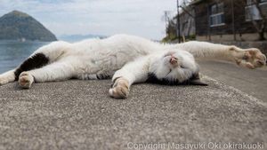 Hobi Tidur, Apakah Kucing Juga Bermimpi?