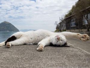 Hobi Tidur, Apakah Kucing Juga Bermimpi?