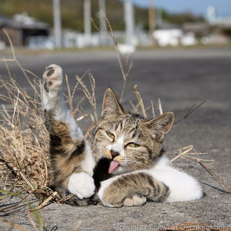 Potret Kucing Lucu yang Bikin Kamu Senyum-senyum Sendiri Seorang fotografer Jepang bernama Masayuki Oki, mengabadikan setiap kucing di jalanan Tokyo dan hasilnya cukup membuat yang melihatnya senyum-senyum sendiri.
