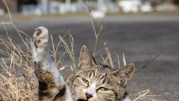 Ini gaya apa sih cing (panggilan kucing ceritanya)?. Foto: (Bored Panda).