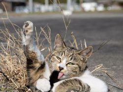 Gemes Banget! Potret Kucing Ini Bikin Kamu Senyum-senyum Sendiri
