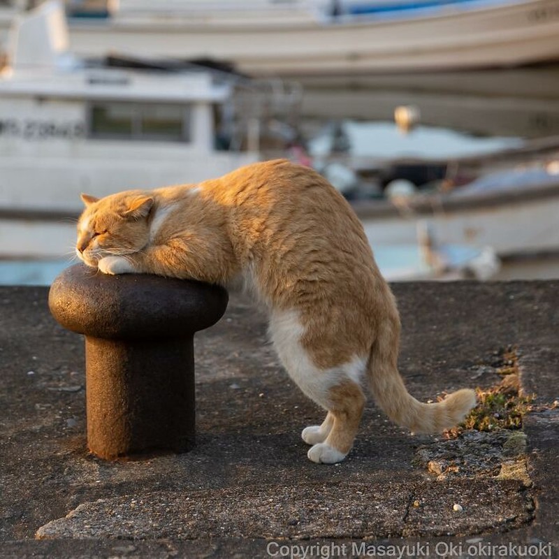 Seorang fotografer Jepang bernama Masayuki Oki, mengabadikan setiap kucing di jalanan Tokyo dan hasilnya cukup membuat yang melihatnya senyum-senyum sendiri.