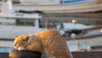 Seperti kucing oyen ini anak senja. Foto: (Bored Panda).