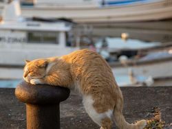 Gemes Banget! Potret Kucing Ini Bikin Kamu Senyum-senyum Sendiri