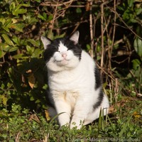 Seorang fotografer Jepang bernama Masayuki Oki, mengabadikan setiap kucing di jalanan Tokyo dan hasilnya cukup membuat yang melihatnya senyum-senyum sendiri.