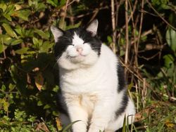 Gemes Banget! Potret Kucing Ini Bikin Kamu Senyum-senyum Sendiri