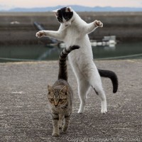 Seorang fotografer Jepang bernama Masayuki Oki, mengabadikan setiap kucing di jalanan Tokyo dan hasilnya cukup membuat yang melihatnya senyum-senyum sendiri.