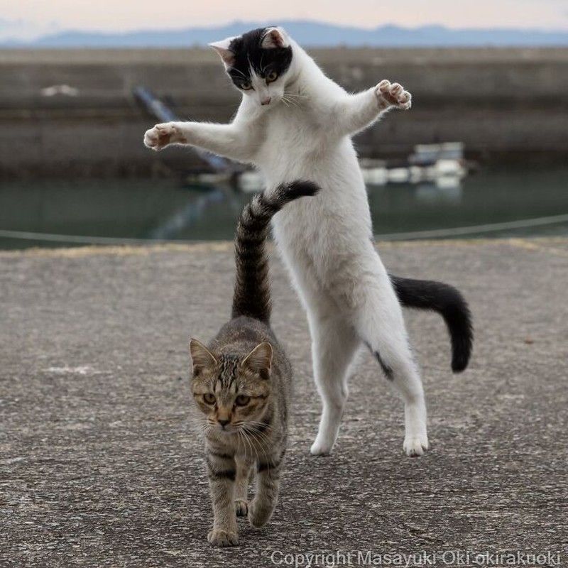Seorang fotografer Jepang bernama Masayuki Oki, mengabadikan setiap kucing di jalanan Tokyo dan hasilnya cukup membuat yang melihatnya senyum-senyum sendiri.