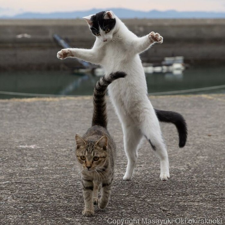 Potret Kucing Lucu yang Bikin Kamu Senyum-senyum Sendiri Seorang fotografer Jepang bernama Masayuki Oki, mengabadikan setiap kucing di jalanan Tokyo dan hasilnya cukup membuat yang melihatnya senyum-senyum sendiri.