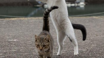 Hayo lho gua kagetin, gurau kucing berwarna putih. Foto: (Bored Panda).