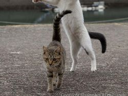 Gemes Banget! Potret Kucing Ini Bikin Kamu Senyum-senyum Sendiri