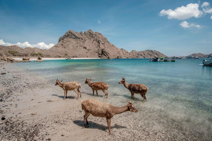 Pulau Padar