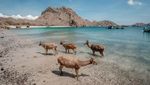 Viral Turis Omelin Turis Buang Sampah di Pulau Padar, Cek Etika Liburan di Sana