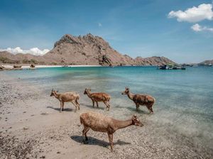 Turis China Hilang di TN Komodo