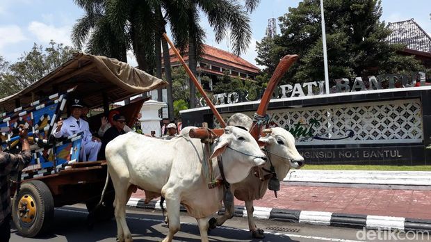 Rombongan 'bajingan' naik gerobak sapi saat menjemput salah satu Lurah usai pelantikan di Kompleks Parasamya Pemkab Bantul, Sabtu (5/11/2022).
