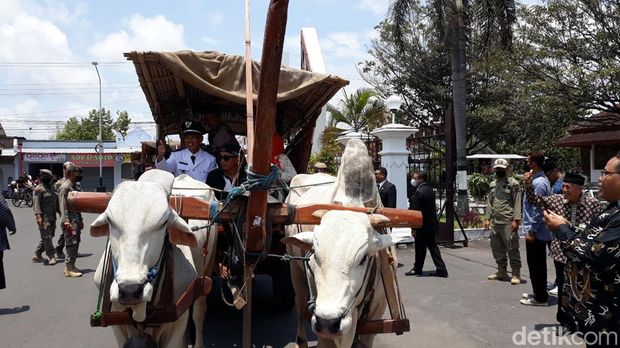 Rombongan 'bajingan' naik gerobak sapi saat menjemput salah satu Lurah usai pelantikan di Kompleks Parasamya Pemkab Bantul, Sabtu (5/11/2022).