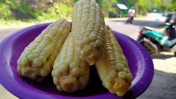 Jagung yang dijual di Tekasire beragam. Mulai dari jagung roti hingga jagung ketan putih yang memiliki cita rasa legit ketika digigit. Jagung-jagung ini didatangkan dari berbagai daerah di Kabupaten Bima seperti di Desa Risa dan Desa Samili. (Faruk Nickyrawi/detikTravel) Jagung yang dijual di Tekasire beragam. Mulai dari jagung roti hingga jagung ketan putih yang memiliki cita rasa legit ketika digigit. Jagung-jagung ini didatangkan dari berbagai daerah di Kabupaten Bima seperti di Desa Risa dan Desa Samili. (Faruk Nickyrawi/detikTravel)