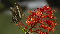 Seekor kupu-kupu mencari makan di sekitar Danau Kassi Kebo yang berada di dalam kawasan Geopark Maros-Pangkep di Kabupaten Maros, Sulawesi Selatan, Sabtu (5/11/2022).