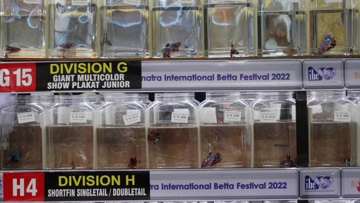 Pengunjung mengamati ikan cupang pada kegiatan West Sumatera International Betta Festival 2022 di Padang, Sumatera Barat, Sabtu (5/11/2022). Kontes ikan tersebut diikuti oleh peserta dari Malaysia,Taiwan, Singapura, Filipina dan Indonesia dengan menampilkan sebanyak 685 ekor ikan cupang dengan berbagai kelas. ANTARA FOTO/Muhammad Arif Pribadi/wsj.