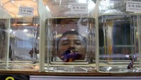 Kontes ini menampilkan sebanyak 685 ekor ikan cupang dengan berbagai kelas.