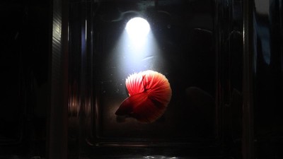 Wow! Kontes Ikan Cupang Internasional Digelar di Padang