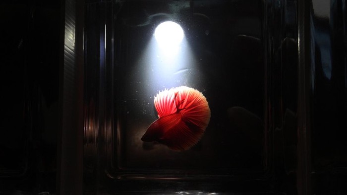 Wow! Kontes Ikan Cupang Internasional Digelar di Padang Pengunjung mengamati ikan cupang pada kegiatan West Sumatera International Betta Festival 2022 di Padang, Sumatera Barat, Sabtu (5/11/2022). Kontes ikan tersebut diikuti oleh peserta dari Malaysia,Taiwan, Singapura, Filipina dan Indonesia dengan menampilkan sebanyak 685 ekor ikan cupang dengan berbagai kelas. ANTARA FOTO/Muhammad Arif Pribadi/wsj.