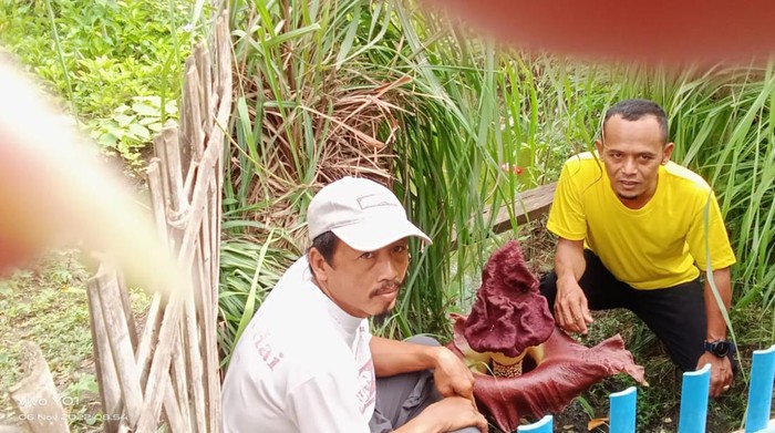 Penemuan bunga bangkai di Indramayu.