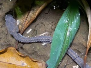 Panji Petualang Sebut Ular Naga Susah Dipelihara