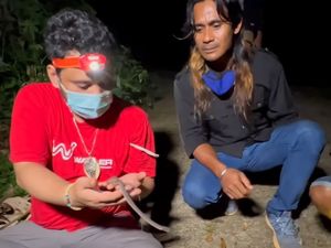 Panji Petualang dan si Eksotis Ular Naga Jawa