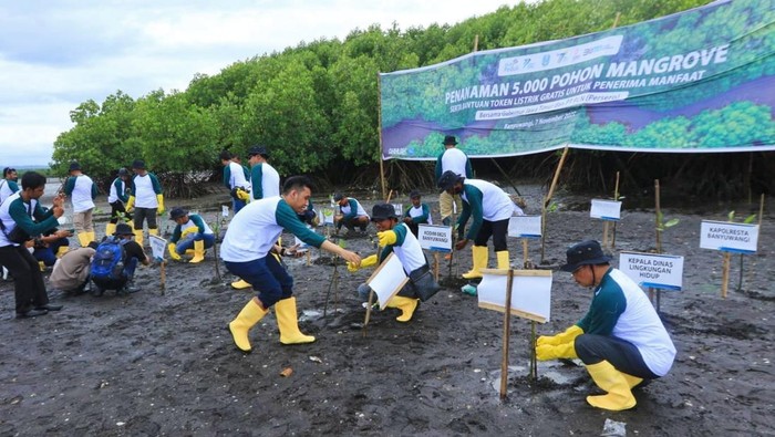 5 Ribu Pohon Mangrove Ditanam di Pesisir Teluk Pangpang Banyuwangi