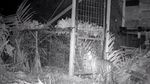 Momen BKSDA Riau Lepasliarkan Anak Harimau ke Habitat Aslinya