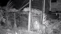 Anak harimau saat masuk perangkap yang dipasang BKSDA Riau. (Dok.BKSDA Riau)