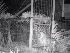 Anak Harimau Masuk Perangkap BKSDA Riau Setelah Mangsa Ternak Warga