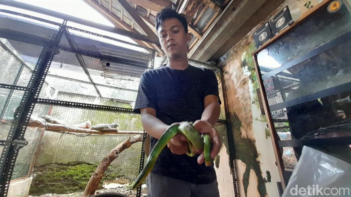 Andri Reginaldi (29) menunjukan salah satu jenis ular hijau, yakni ular hijau  ekor kelabu atau dengan nama latin Gonyosoma oxycephalum.