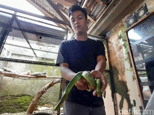 Mengenal Jenis Ular Hijau yang Berkeliaran di Permukiman Sumedang