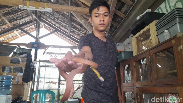 Andri Reinaldi (29), Pembina salah satu komunitas pecinta ular di Sumedang, bernama Komunitas Bangke Laut.