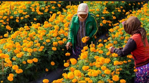 Potret bunga gemitir bali.