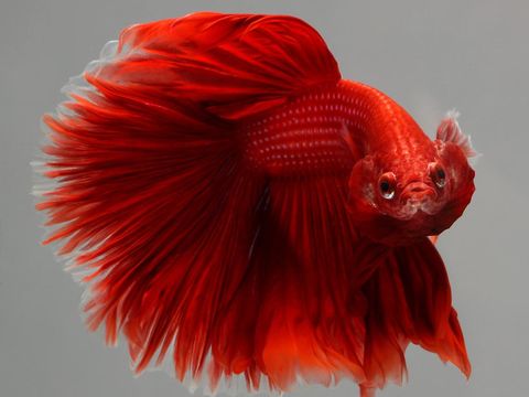 ILLINOIS, USA - SEPTEMBER 21: Siamese Fighting Fish also known as Betta splendens, mostly imported to United States from Indonesia, Vietnam, Thailand and Singapore, is seen in an aquarium in Chicago, United States on September 21, 2018. Betta splendens are found in wide rice paddies in Indonesia, Vietnam, Thailand and Singapore. Now,the most common species in the world-wide aquarium trade, these fish have been introduced to all over the world and populations are thought to be established in many of these places. A Siamese fighting fish known to be sold for the amount of 1.500 dollars during an auction. (Photo by Bilgin S. Sasmaz/Anadolu Agency/Getty Images)