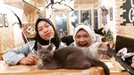 Seru! 10 Kafe Ini Tawarkan Sensasi Minum Kopi Bareng Kucing