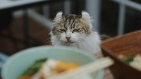 Superbee Cats di Bekasi ini terkenal dengan kucing-kucing peliharaannya yang lucu. Ada kucing persia hingga sphinx yang dirawat kebersihannya untuk menemani para tamu yang datang untuk makan dan hangout di sini. Foto: Instagram