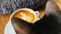 Tak hanya sebagai tempat hangout, Calicoffice menjadi kafe yang sering disambangi para pecinta kucing untuk Work From Cafe. Kucing-kucingnya seolah mengerti untuk menemani pelanggannya tanpa mengganggu mereka. Foto: Instagram