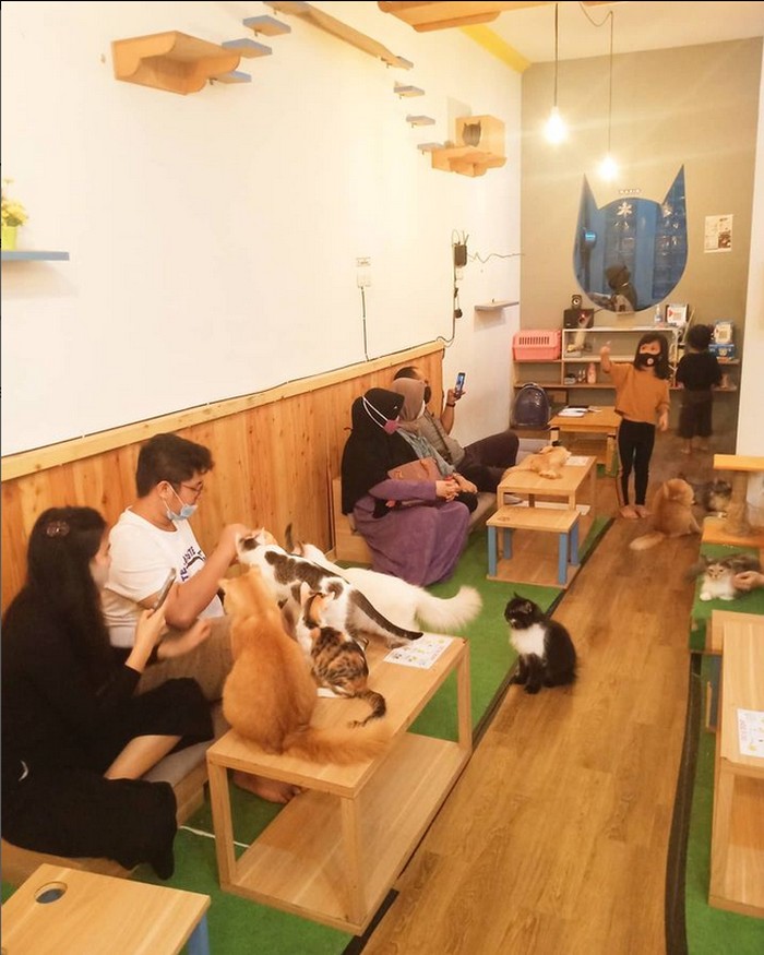 Kafe kucing Kafe kucing