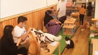 Berada di tiga kota besar yaitu Jogjakarta, Surabaya dan Semarang ada Neko Kepo yang menjadi kafe paling nyaman untuk pecinta kucing. Selain sibuk minum dan makan, para pengunjung juga bisa menyuapi kucing di sini dengan camilan khusus yang sudah disediakan. Foto: Instagram
